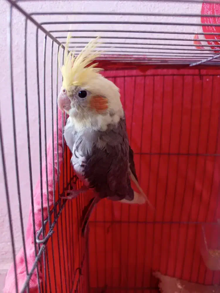 چهار عدد عروس هلندی سخنگو نرو ماده قیمت توافقی|پرنده|سراب, |دیوار