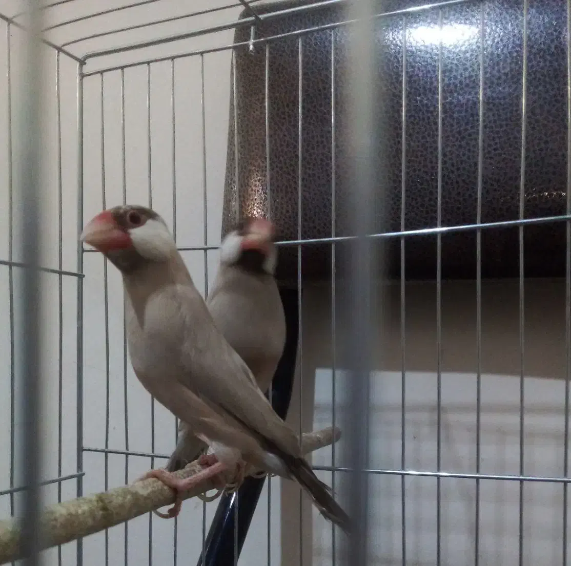 جفت نرگسی شکلاتی|پرنده|تهران, شیخ هادی|دیوار