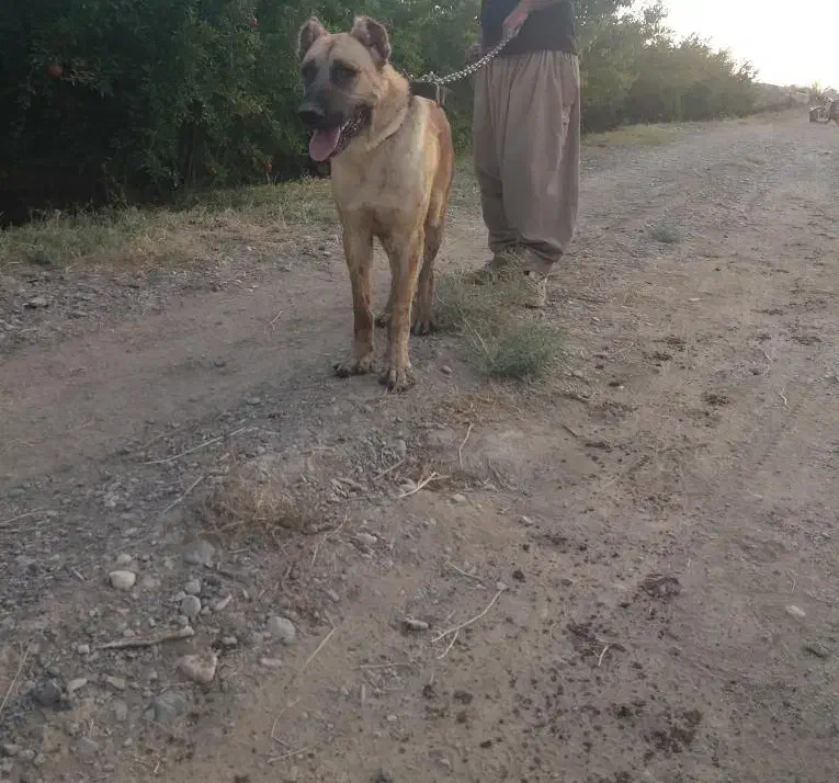 سگ نر سرابی ۱۴ماهه|سگ|ساوه, |دیوار