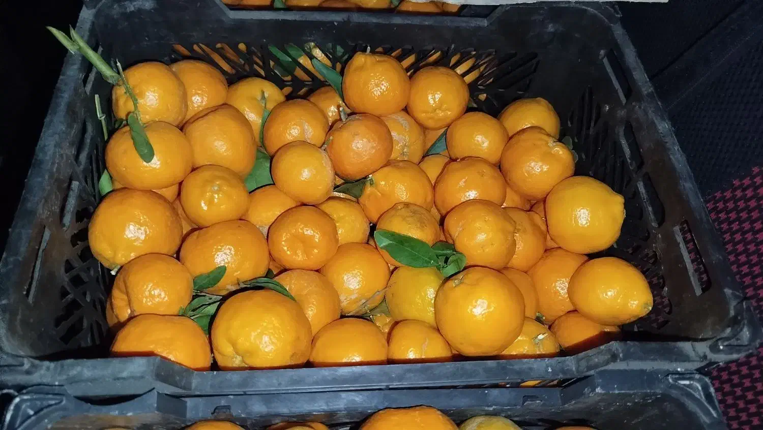 نارنگی|خوردنی و آشامیدنی|بندرعباس, |دیوار