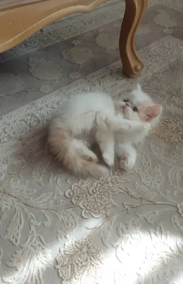 گربه|گربه|قزوین, |دیوار