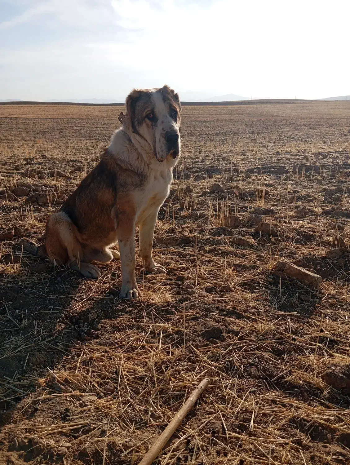 واگذاری آلابای اصیل|سگ|گلپایگان, |دیوار