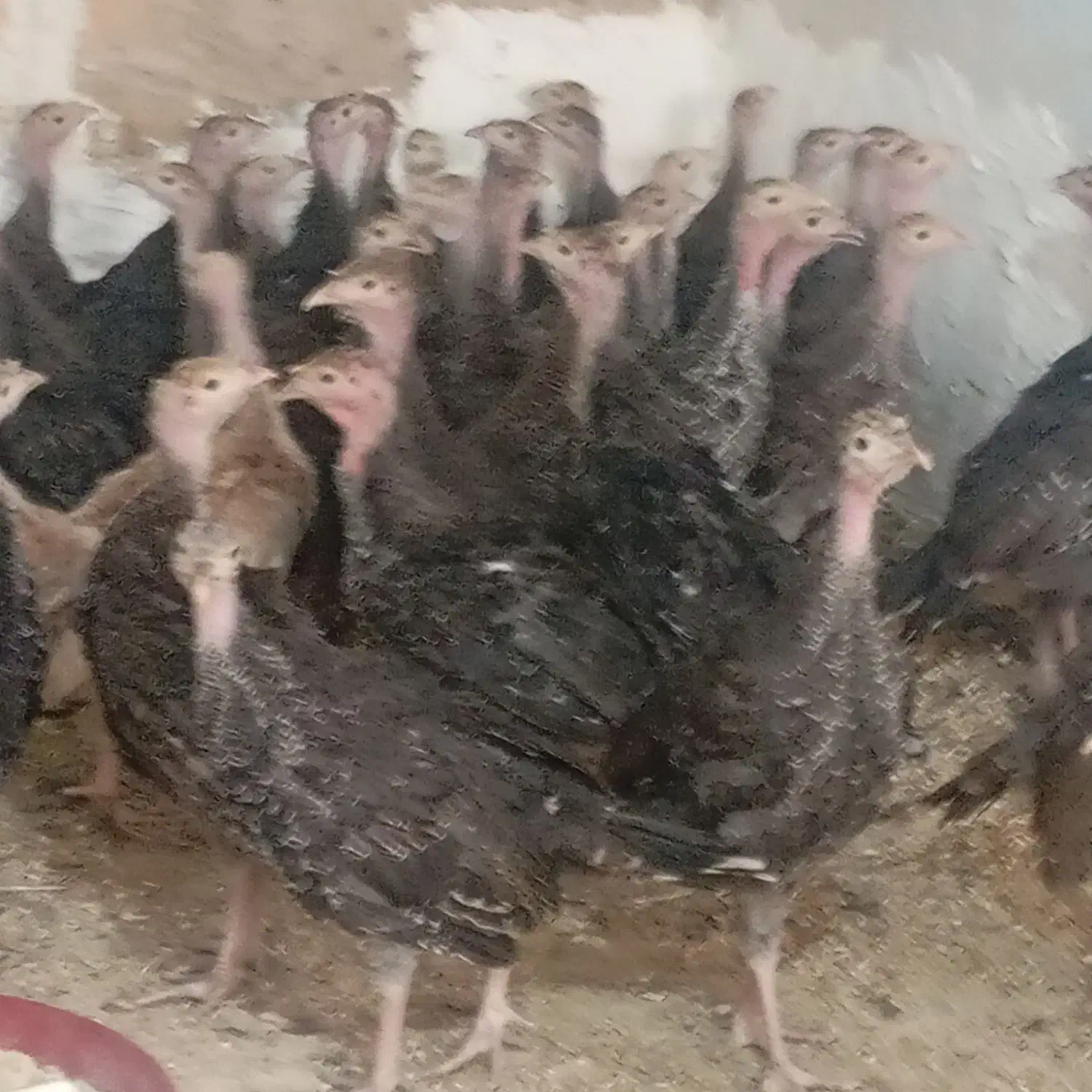 جوجه بوقلمون برنز60روزه|حیوانات مزرعه|ساوه, |دیوار