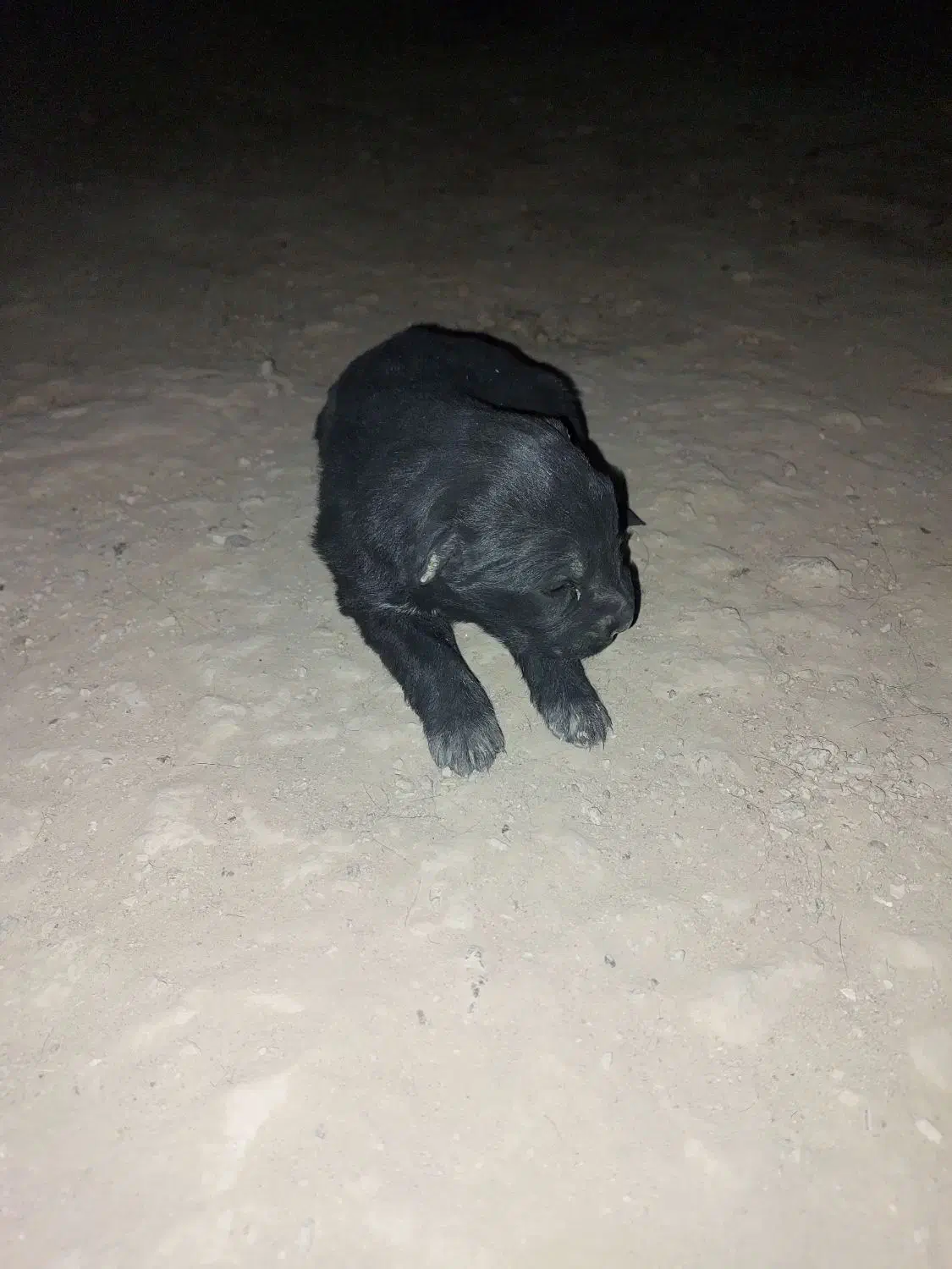 سه تا توله سیاه یکی ماده دوتا نر|سگ|مبارکه, |دیوار