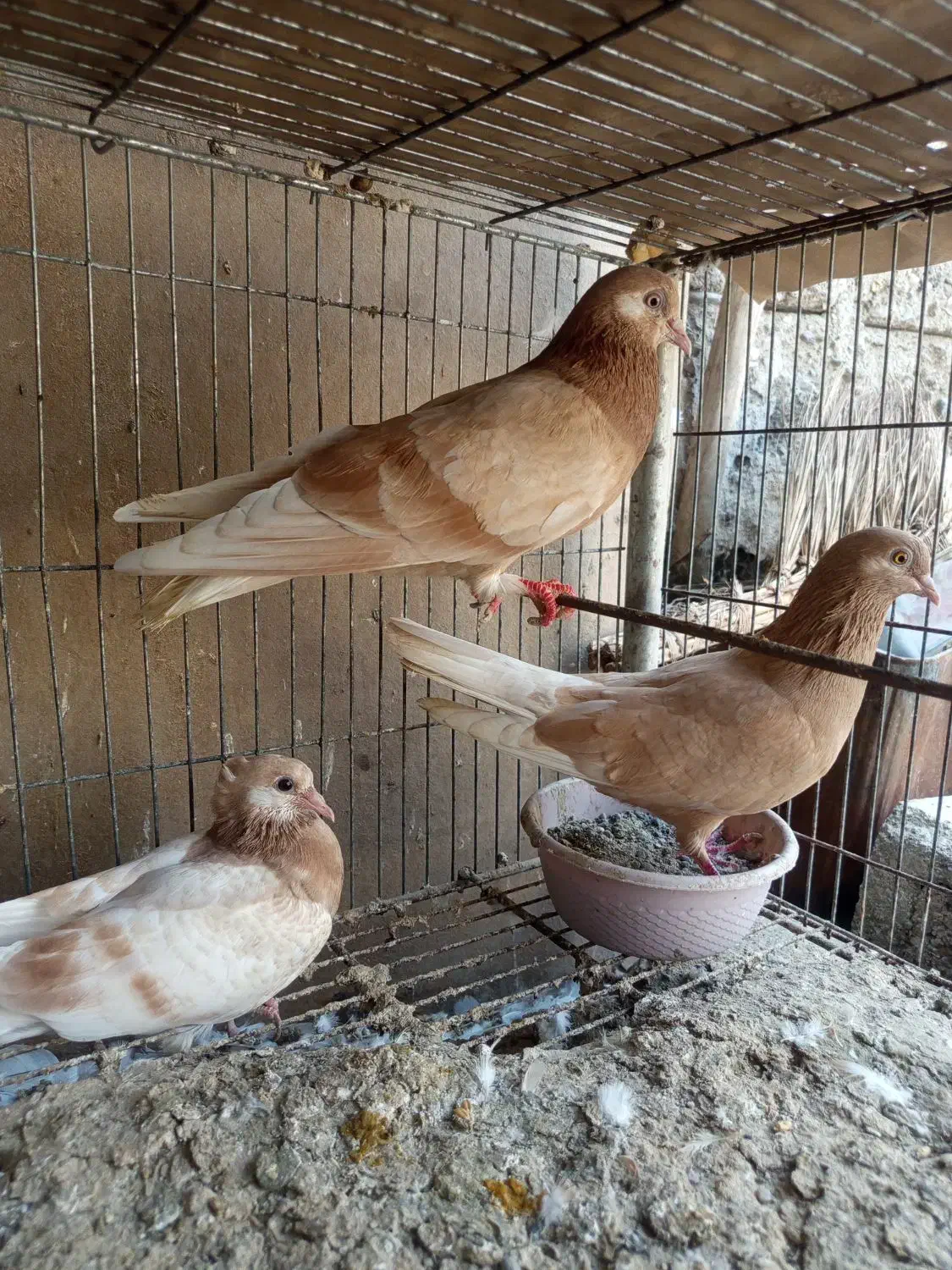 کبوتر زرد پرشی وپتی والا|پرنده|مهران (هرمزگان), |دیوار