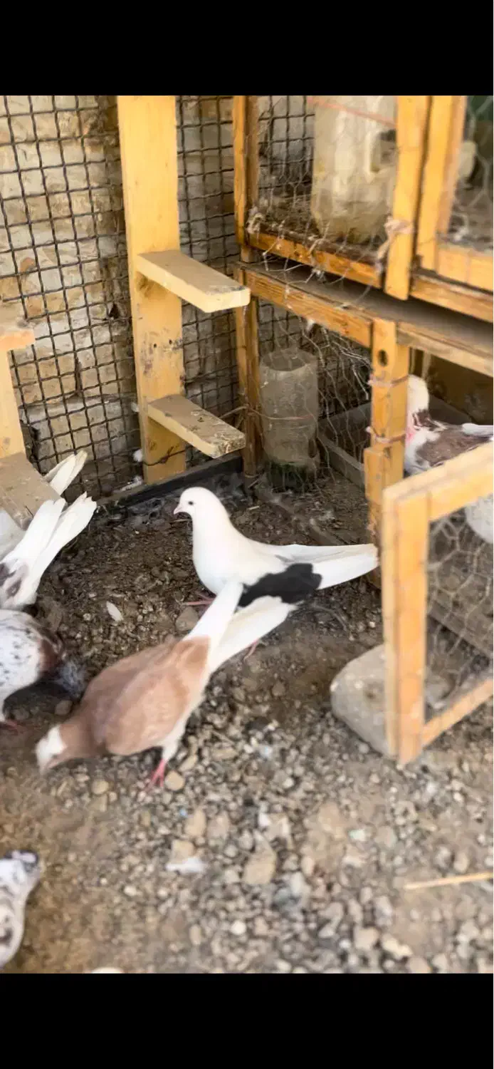 شازده زرد ماده قرچک|حیوانات|قرچک, مهدیه|دیوار