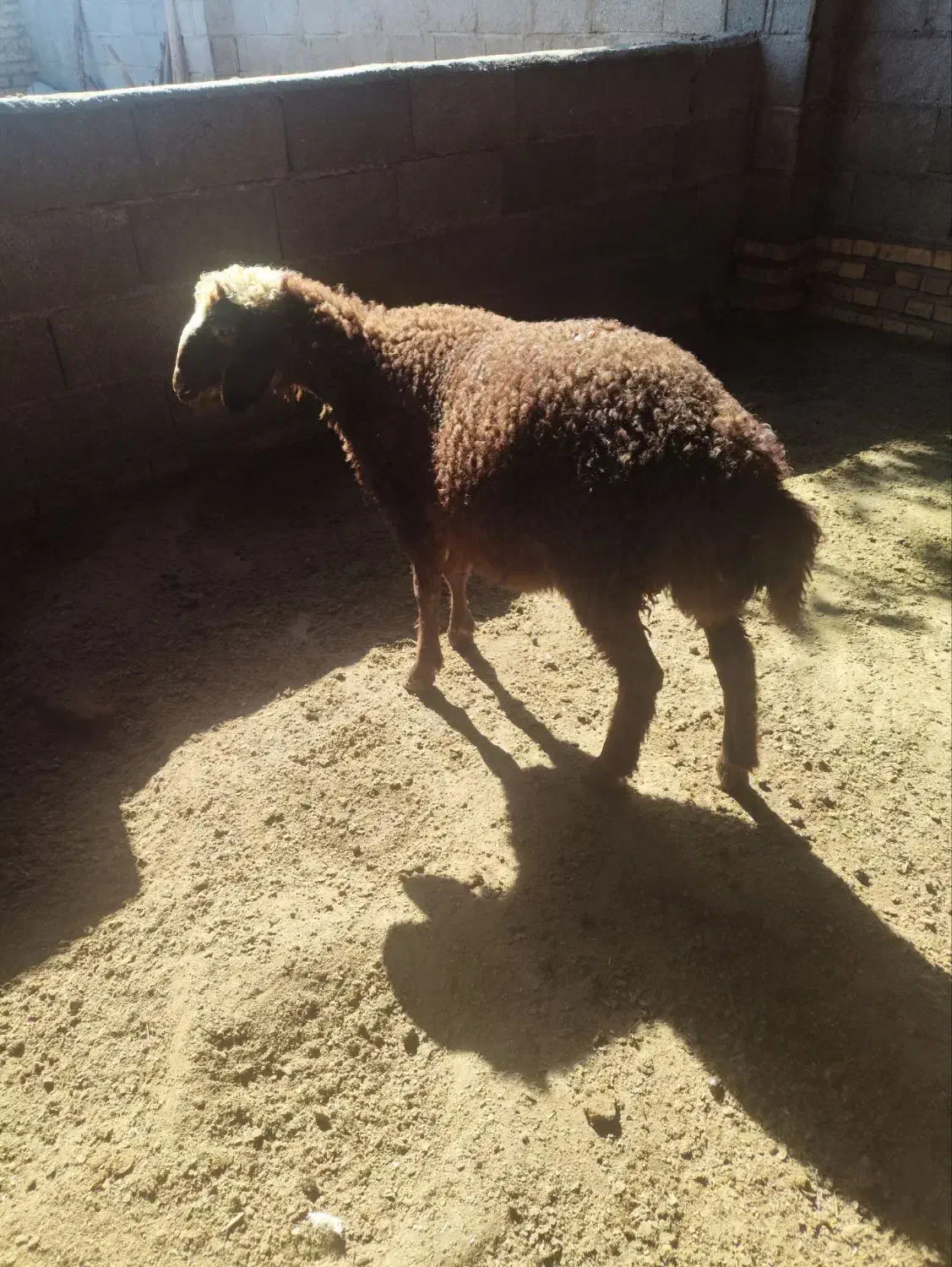 بره نر کیلو نیست بشرط|حیوانات مزرعه|گرگان, |دیوار