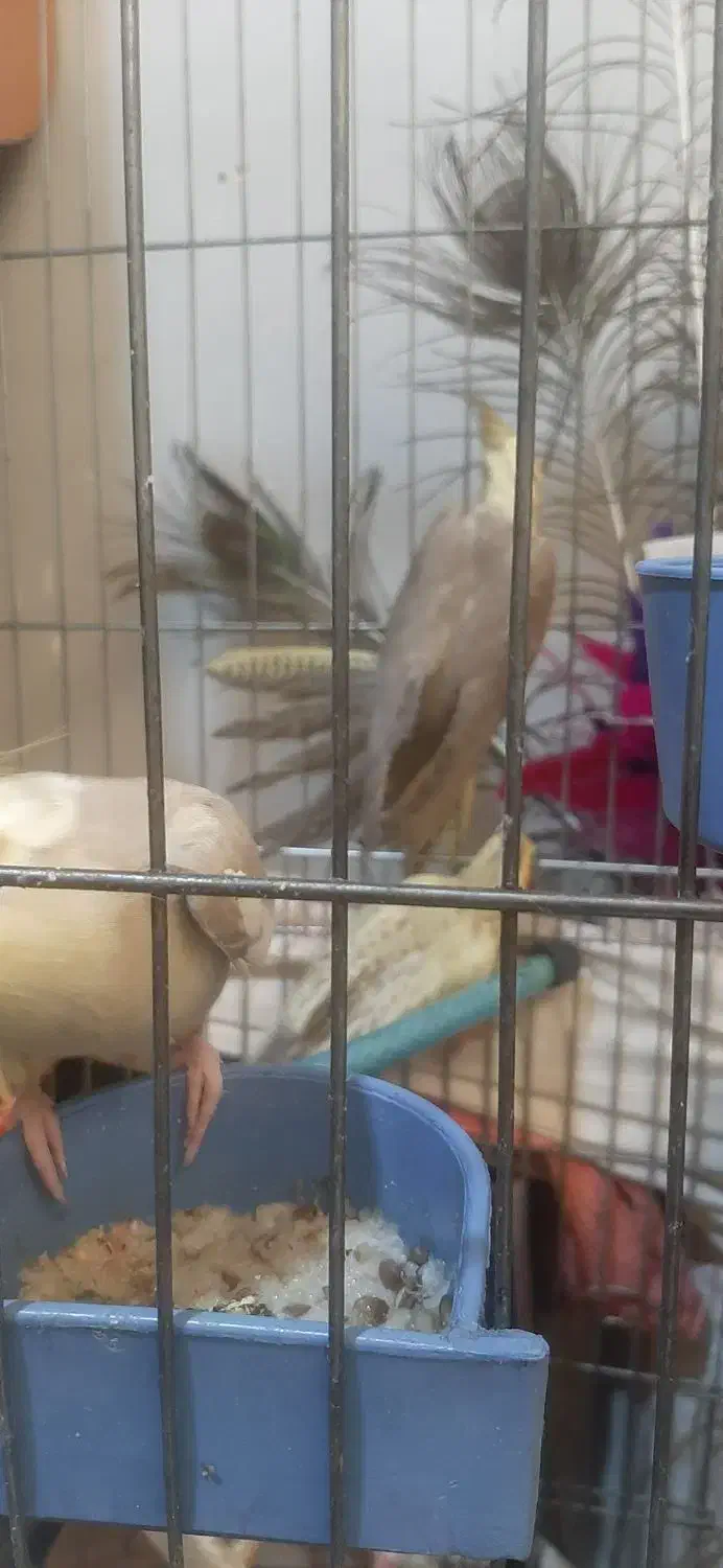 عروس هلندی جوجه و نرو ماده|پرنده|فردیس, فردیس|دیوار