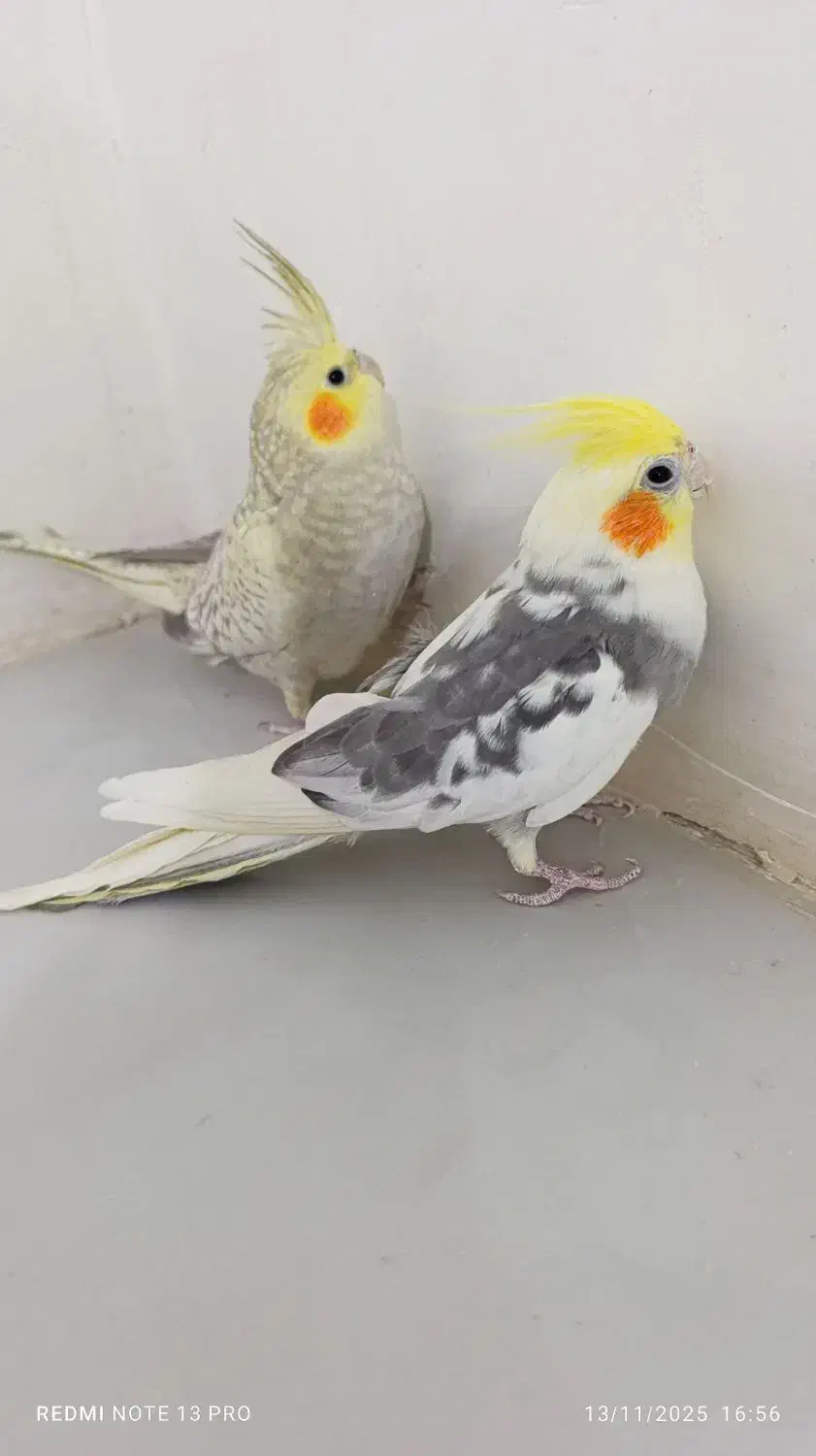 ...|پرنده|تربت‌حیدریه, بالا ولایت|دیوار