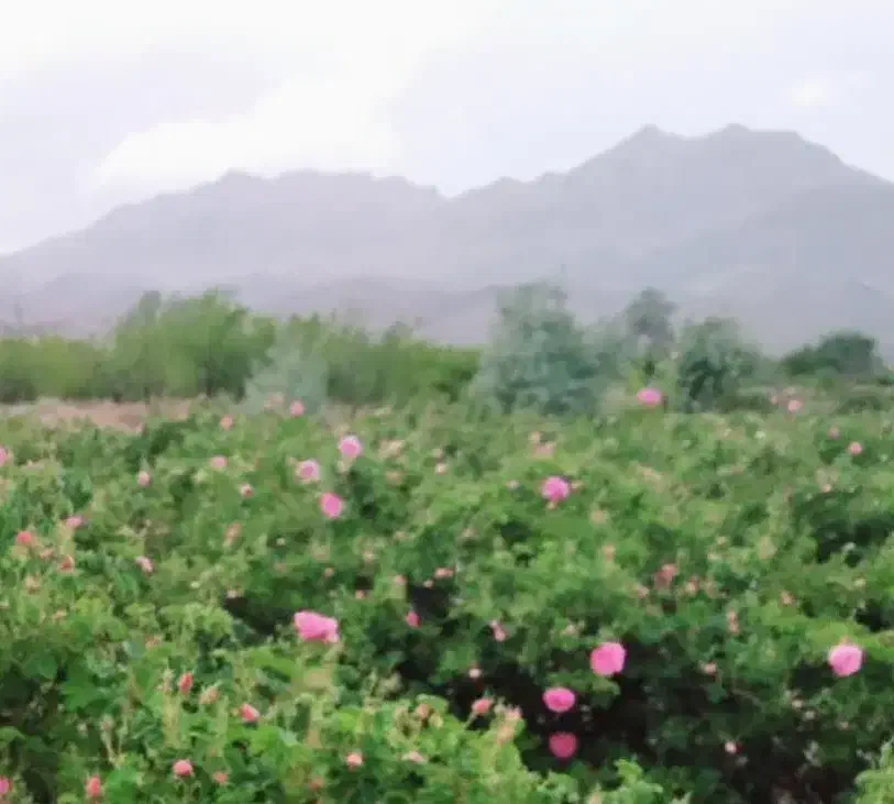 زمین کشاورزی گل محمدی|فروش زمین و ملک کلنگی|برزک, |دیوار