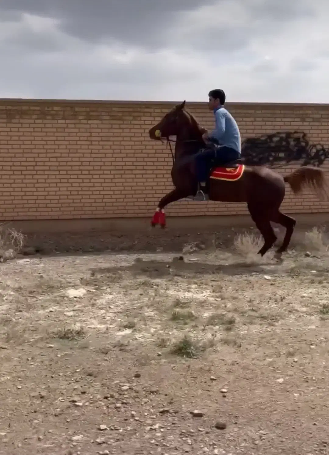 اسب نریون|اسب و تجهیزات اسبسواری|زرند, |دیوار