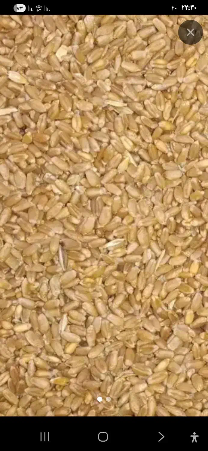 بذر گندم|گل و گیاه طبیعی|کرخه, |دیوار