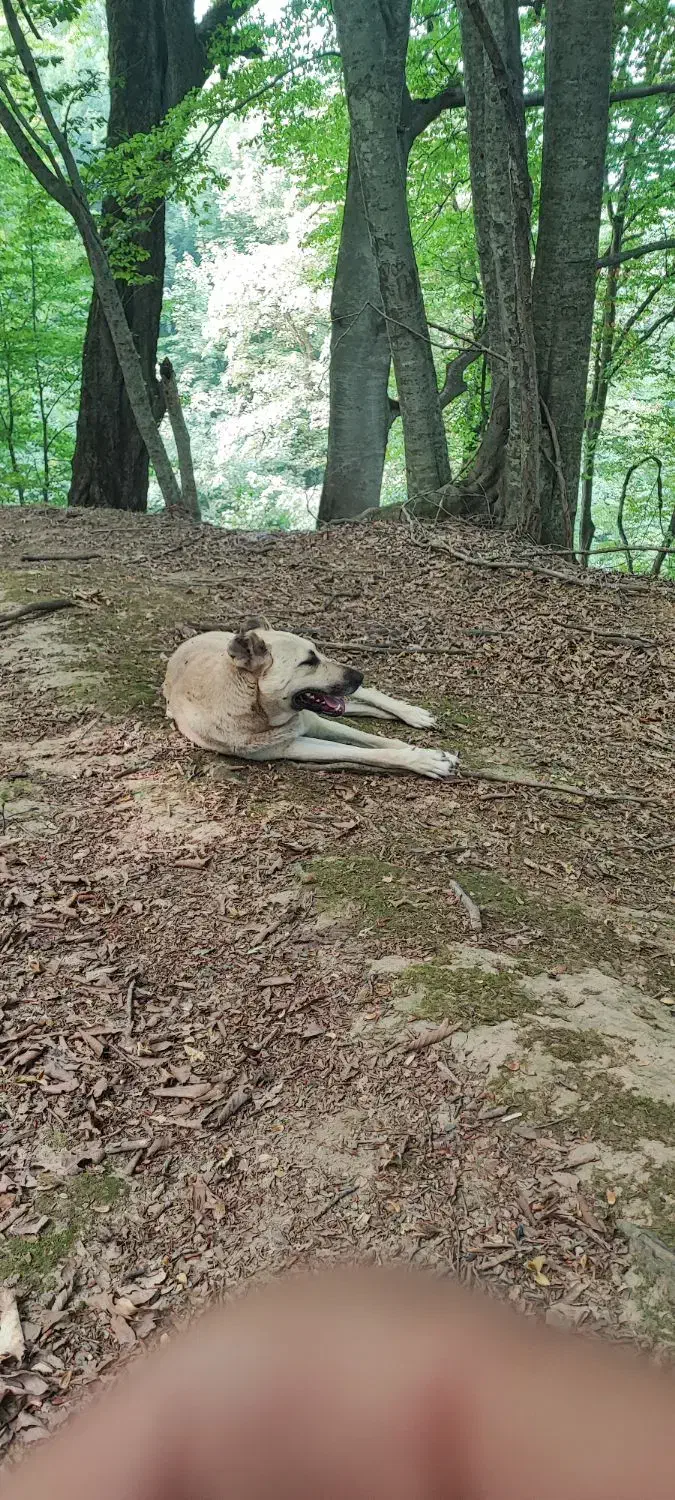 سگ نگهبان|سگ|رستمآباد, |دیوار