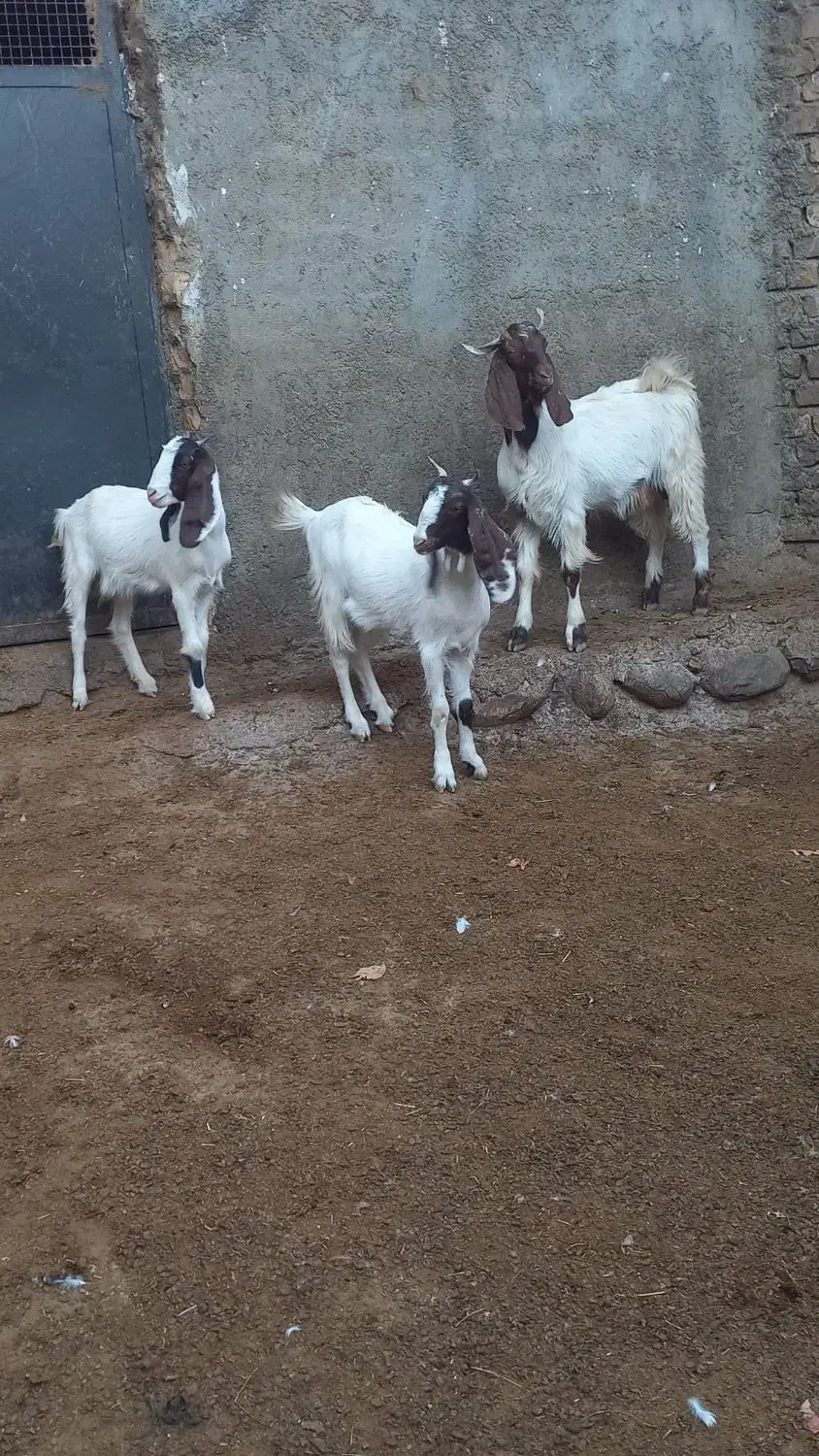 بزغاله نر ماده|حیوانات مزرعه|بروجرد, |دیوار