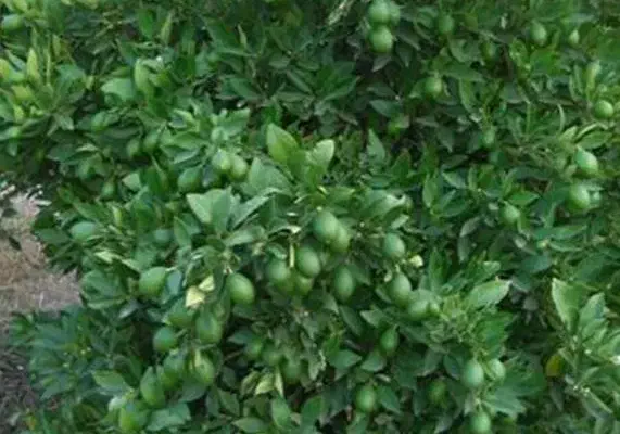 لیمو ترش چهار فصل|گل و گیاه طبیعی|قنوات, |دیوار