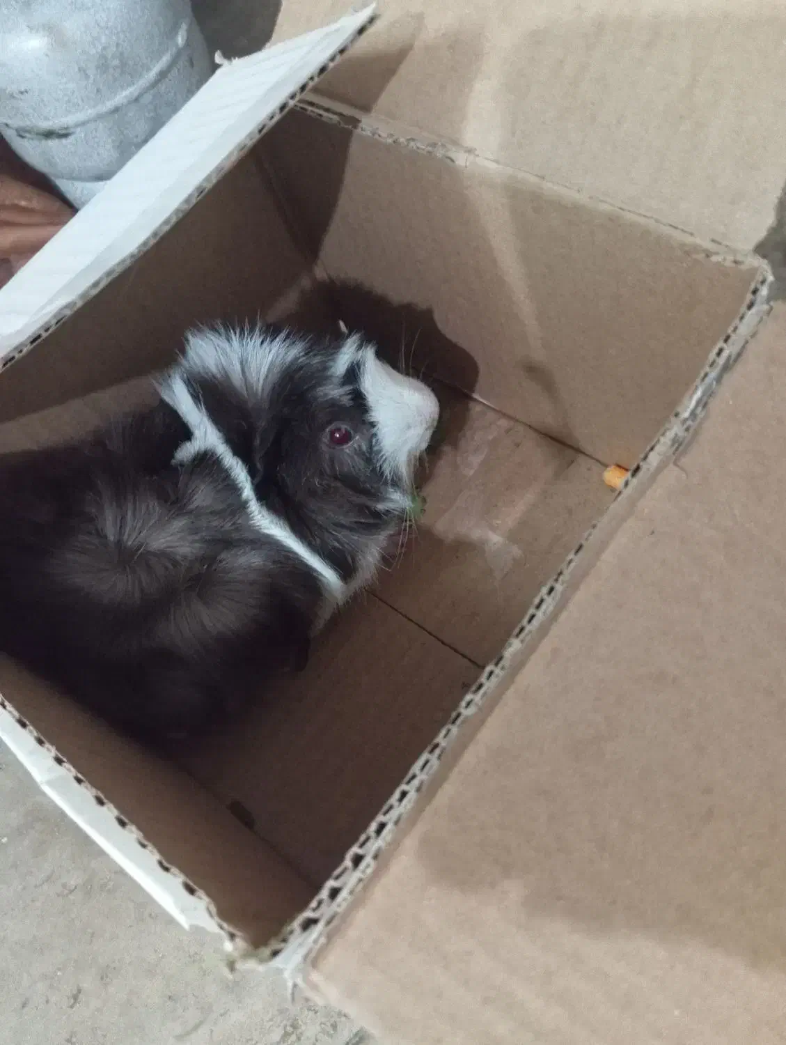 فروش خوکچه هندی|موش و خرگوش|کرمان, |دیوار