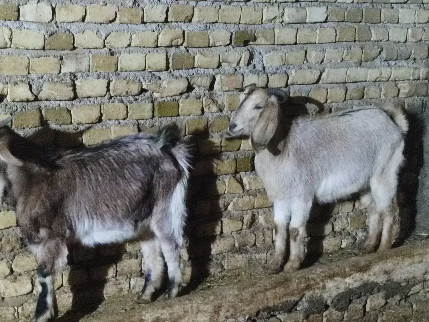 دو عدد بزغاله ماده|حیوانات مزرعه|خاوه, |دیوار