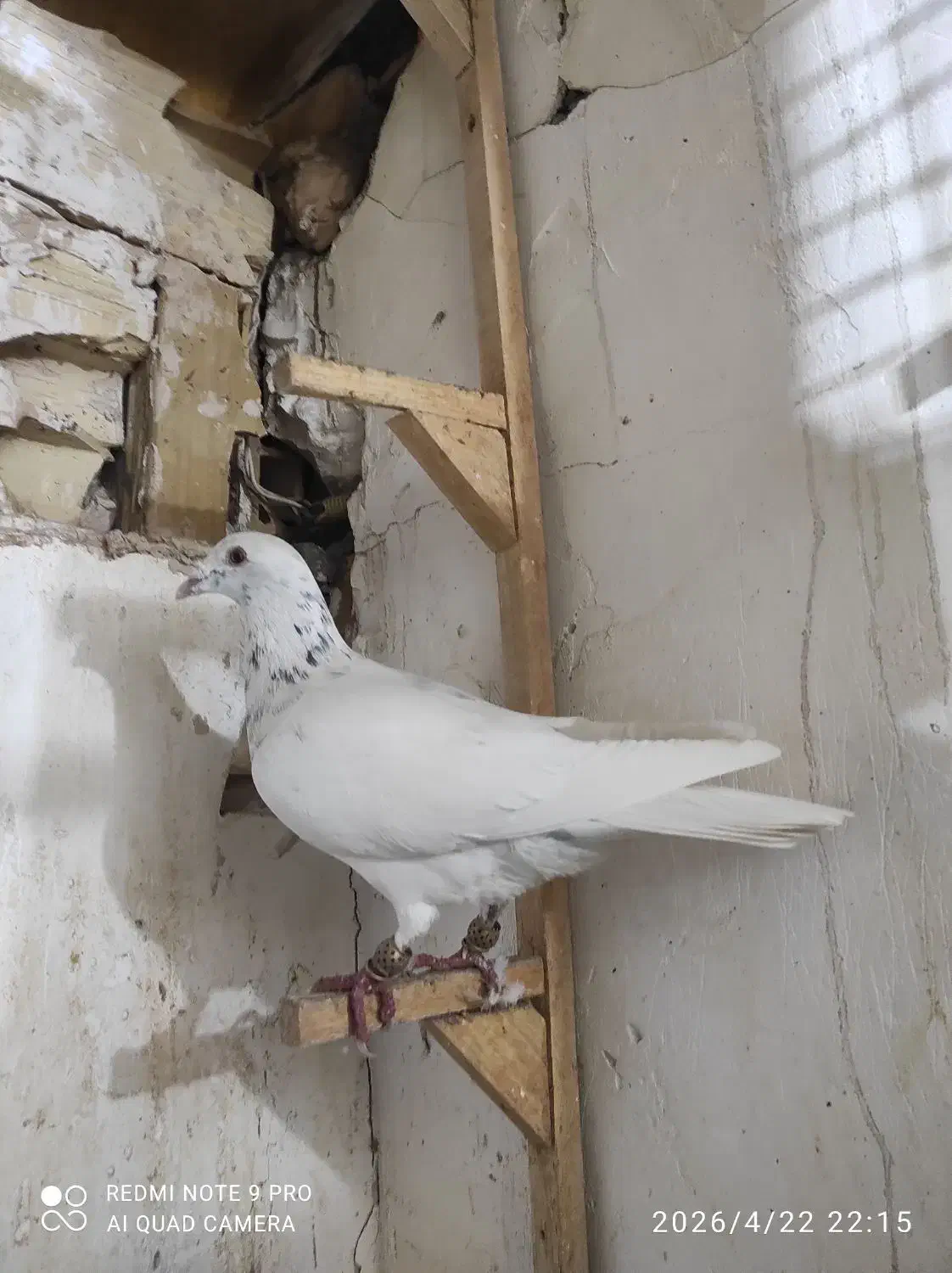 سار|پرنده|مشهد, تلگرد|دیوار