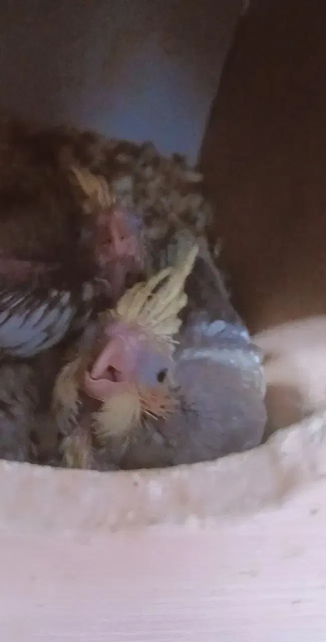 عروس هلندی جفت با تخم|پرنده|بن, |دیوار