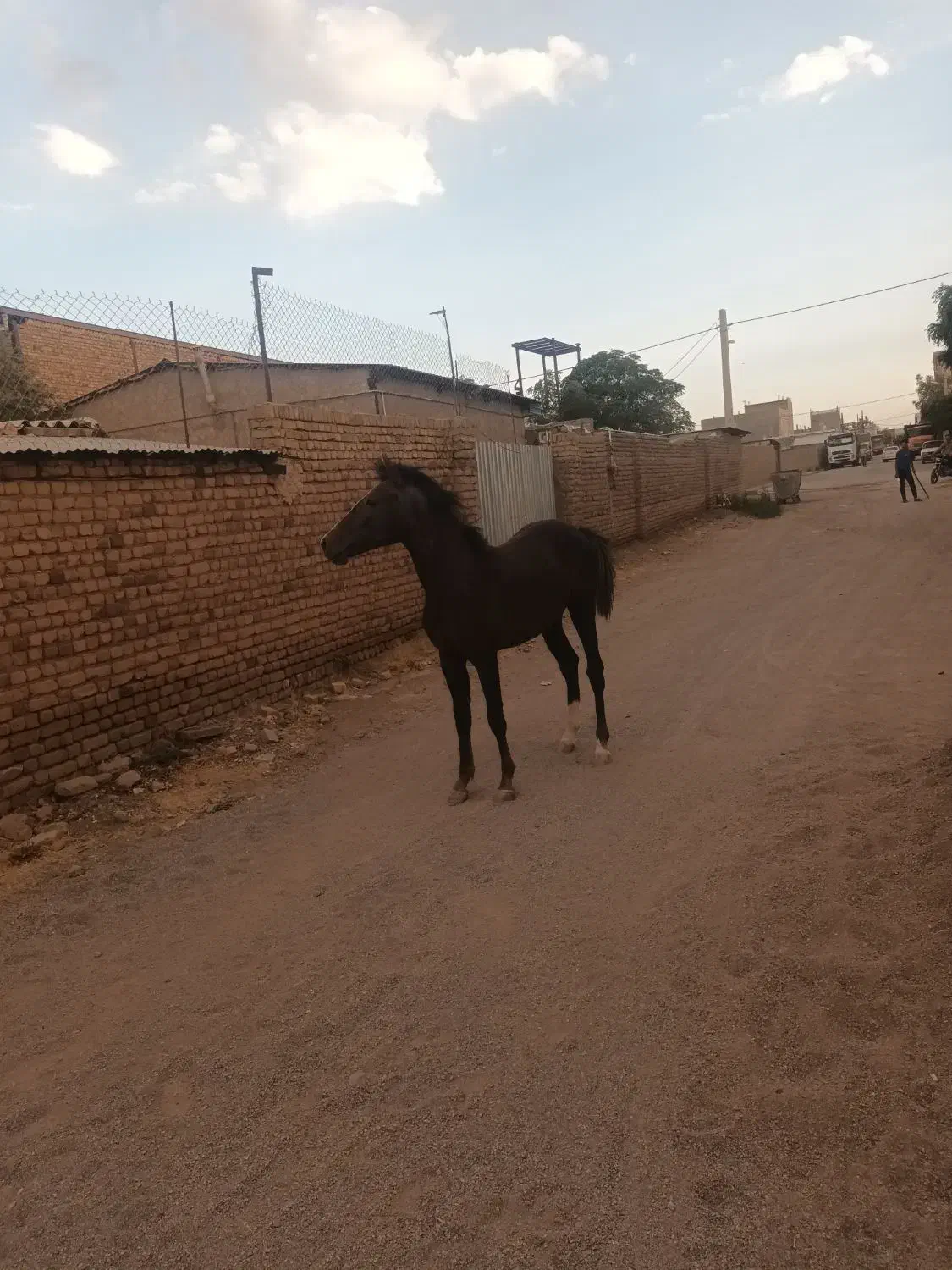 اسب|اسب و تجهیزات اسبسواری|بوئین زهرا, |دیوار