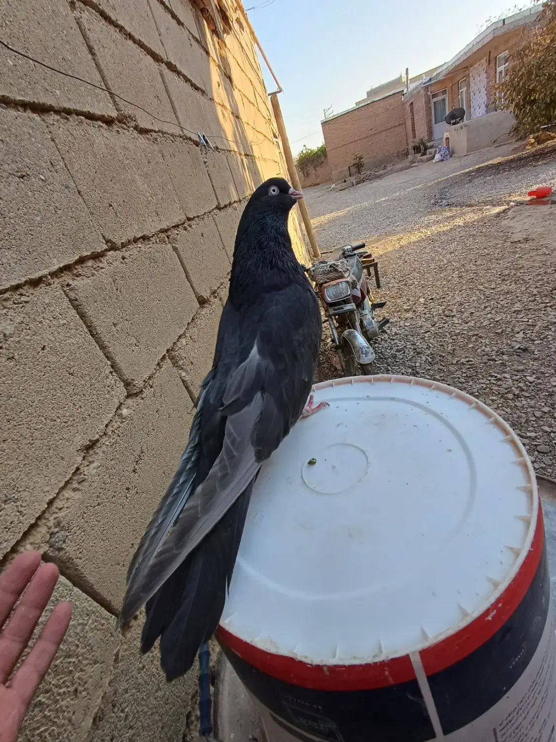 صرب .سبز.طوقی گروه داریم تو تلگرام|فعالیت داوطلبانه|ملکان, |دیوار