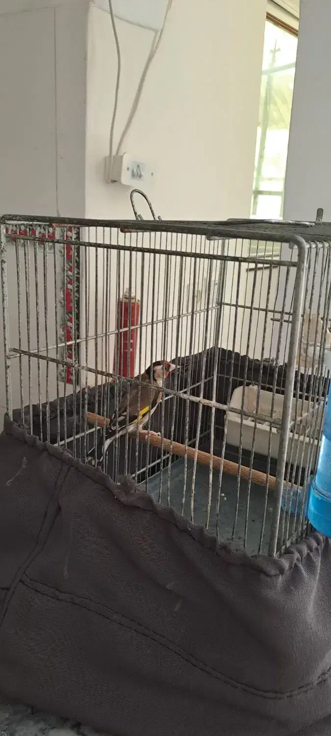 سره نر ه قیمت  ۳۵۰۰۰ تومان|پرنده|نسیم‌شهر, |دیوار