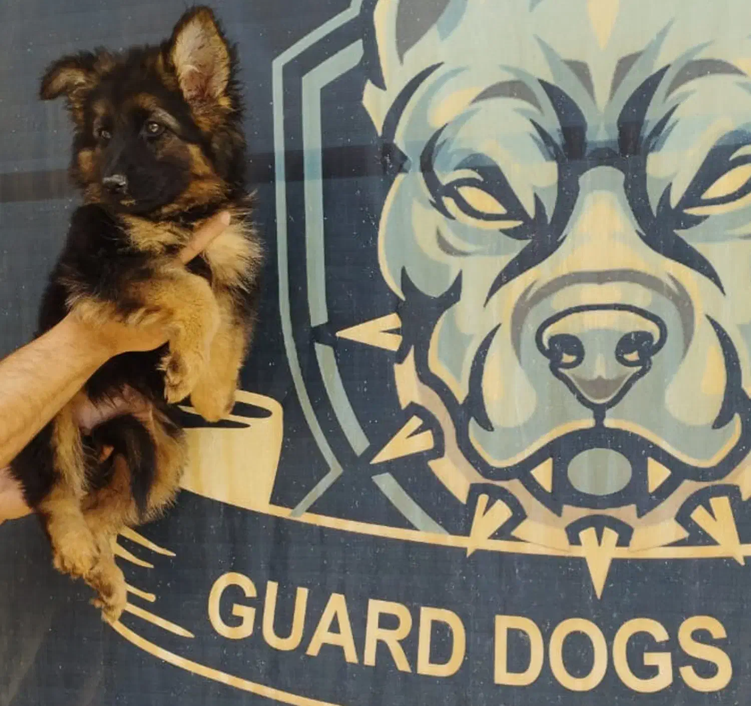 ژرمن شپهرد (شیانلو آلمانی ) family dog|سگ|تهران, دانشگاه شریف|دیوار