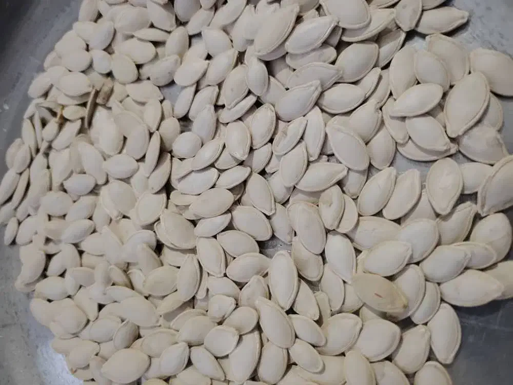 تخمه کدو گوشتی|عمدهفروشی|بهمن صغاد, |دیوار