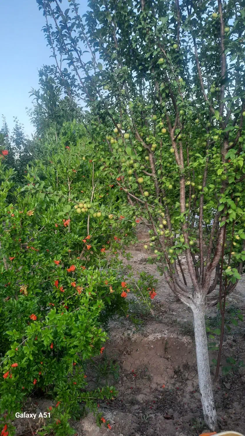 باغ در روستای زواریان|فروش زمین و ملک کلنگی|سلفچگان, |دیوار