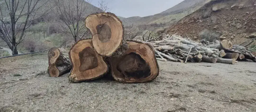 خریداره چوب های بادام گردو زرد آلو وزم ونو بید و..|خدمات باغبانی و درختکاری|ساروق, |دیوار