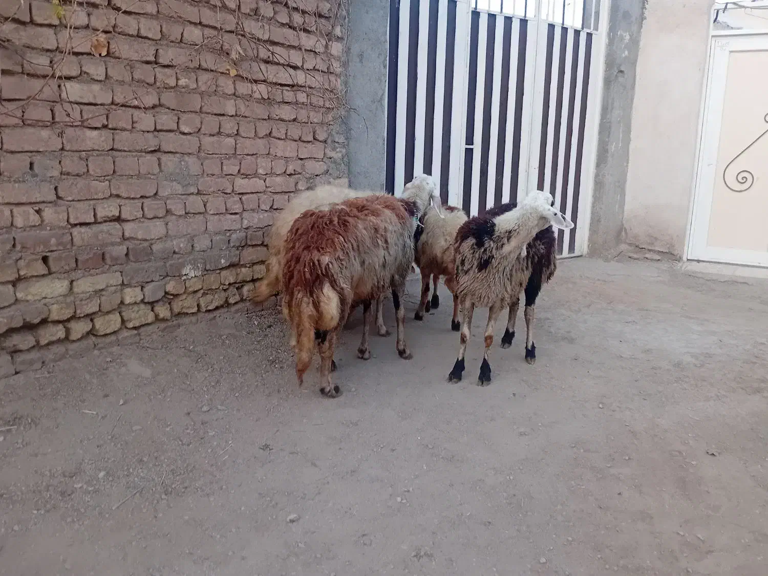 ۴عدد شک عروسک|حیوانات مزرعه|نهاوند, |دیوار