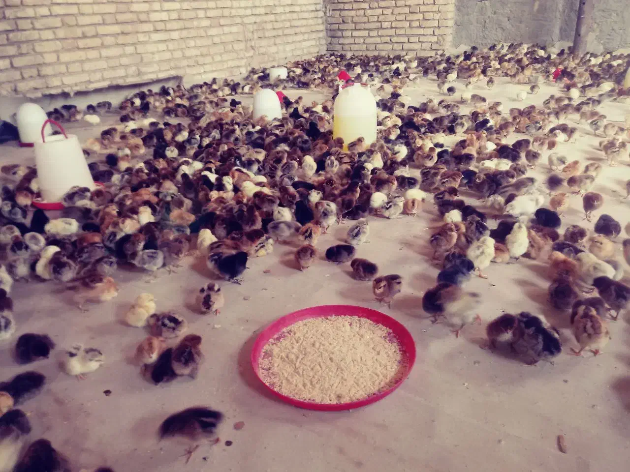 جوجه|حیوانات مزرعه|یزد, |دیوار