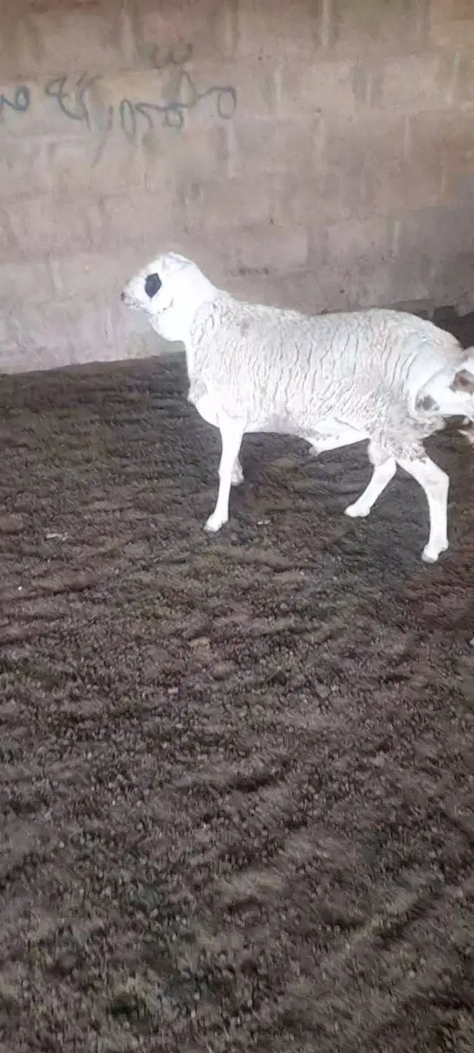 بره|حیوانات مزرعه|پارسیان, |دیوار