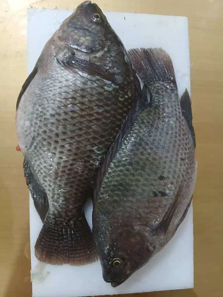 ماهی تیلاپیا|ماهی|ابرکوه, |دیوار