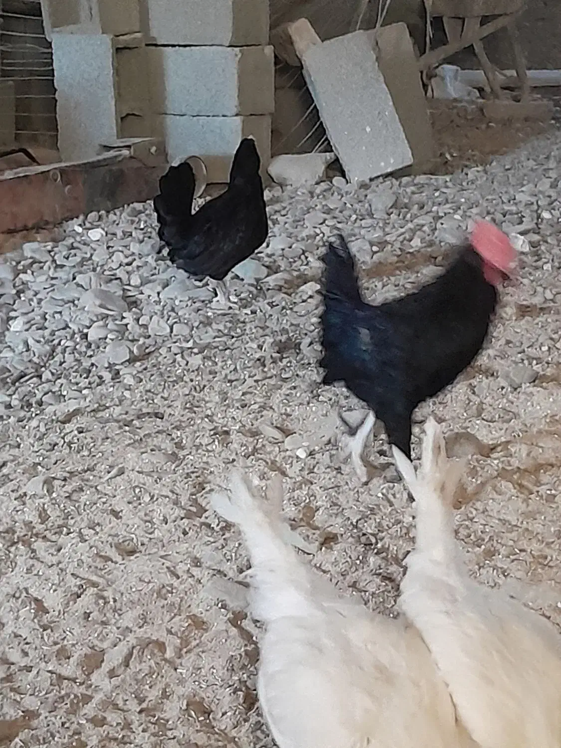 مرغ و خروس مینیاتوری|حیوانات مزرعه|ماهدشت, |دیوار