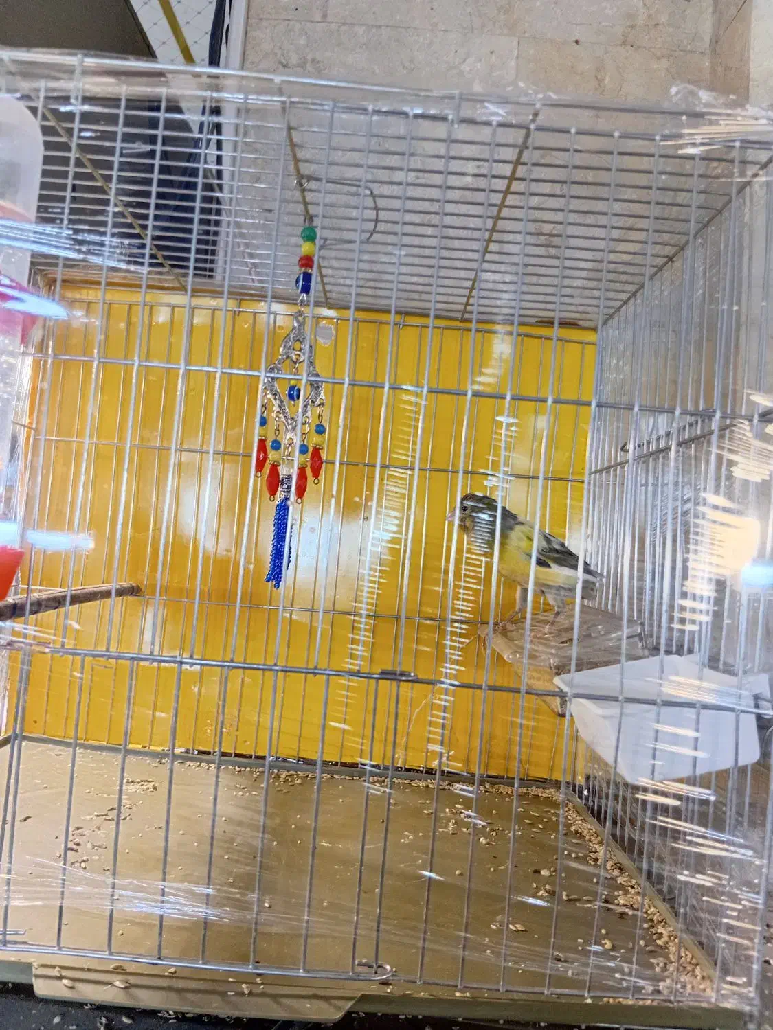 قنار نر مست سفت خون اماده جفت زدن|پرنده|تهران, جنتآباد مرکزی|دیوار