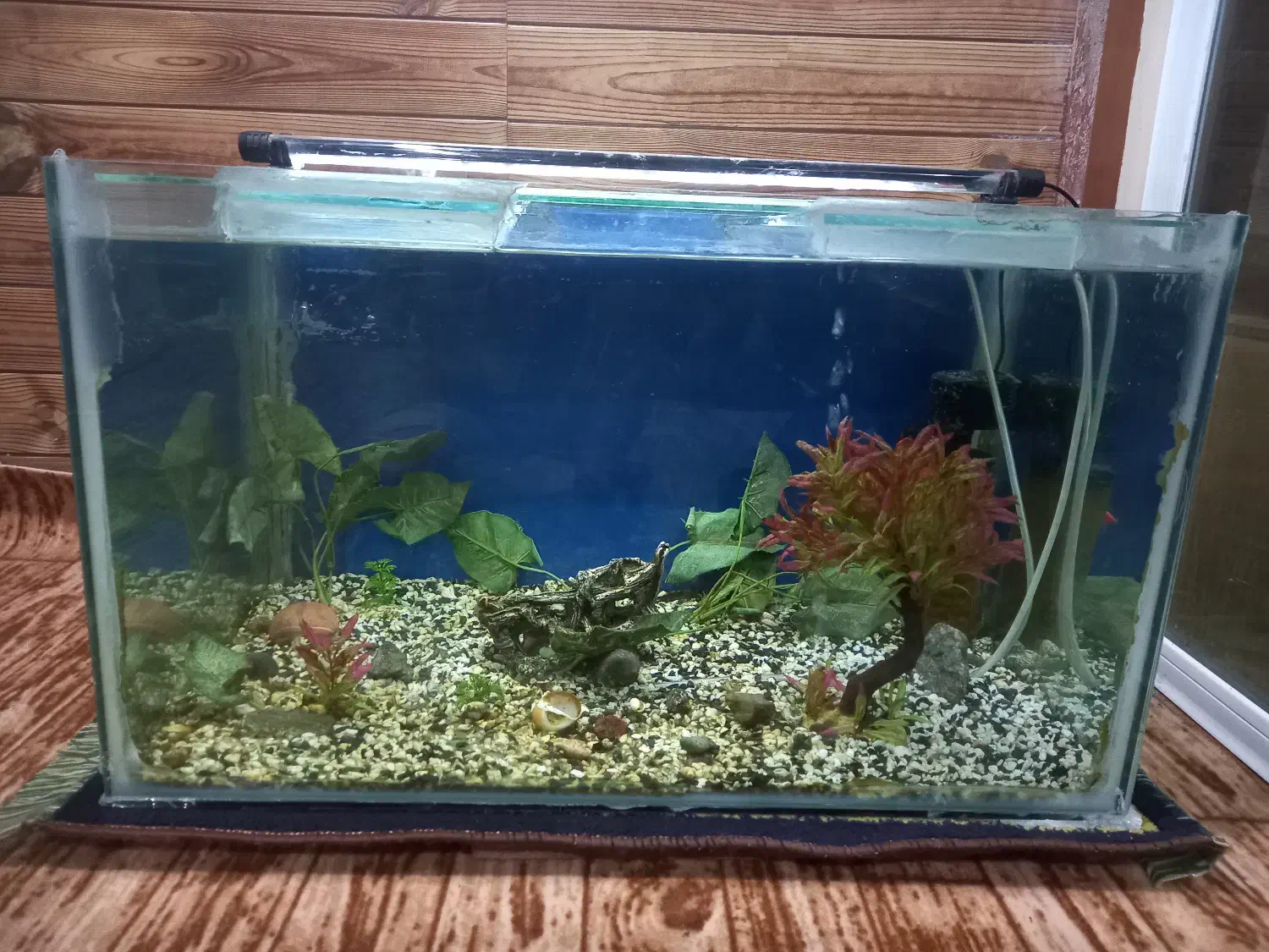 آکواریوم|ماهی|بندر انزلی, معلم|دیوار