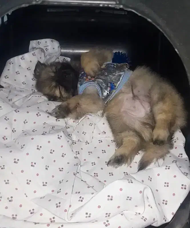 سگ جیبی پودل وپامر|سگ|تهران, خانی آباد نو جنوبی|دیوار