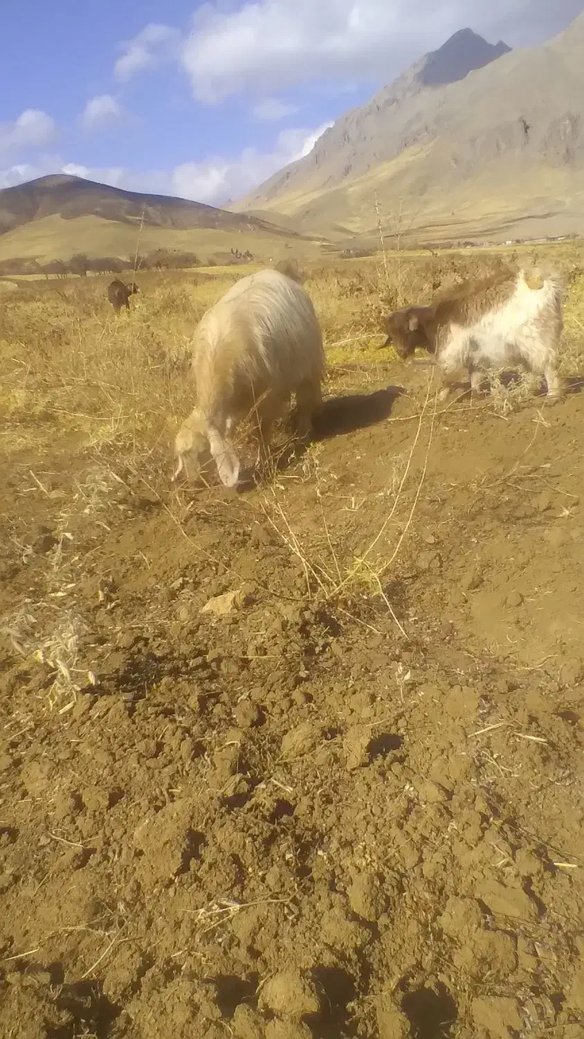 یک بز سه شیر ویک گیسک نر|حیوانات مزرعه|صحنه, |دیوار