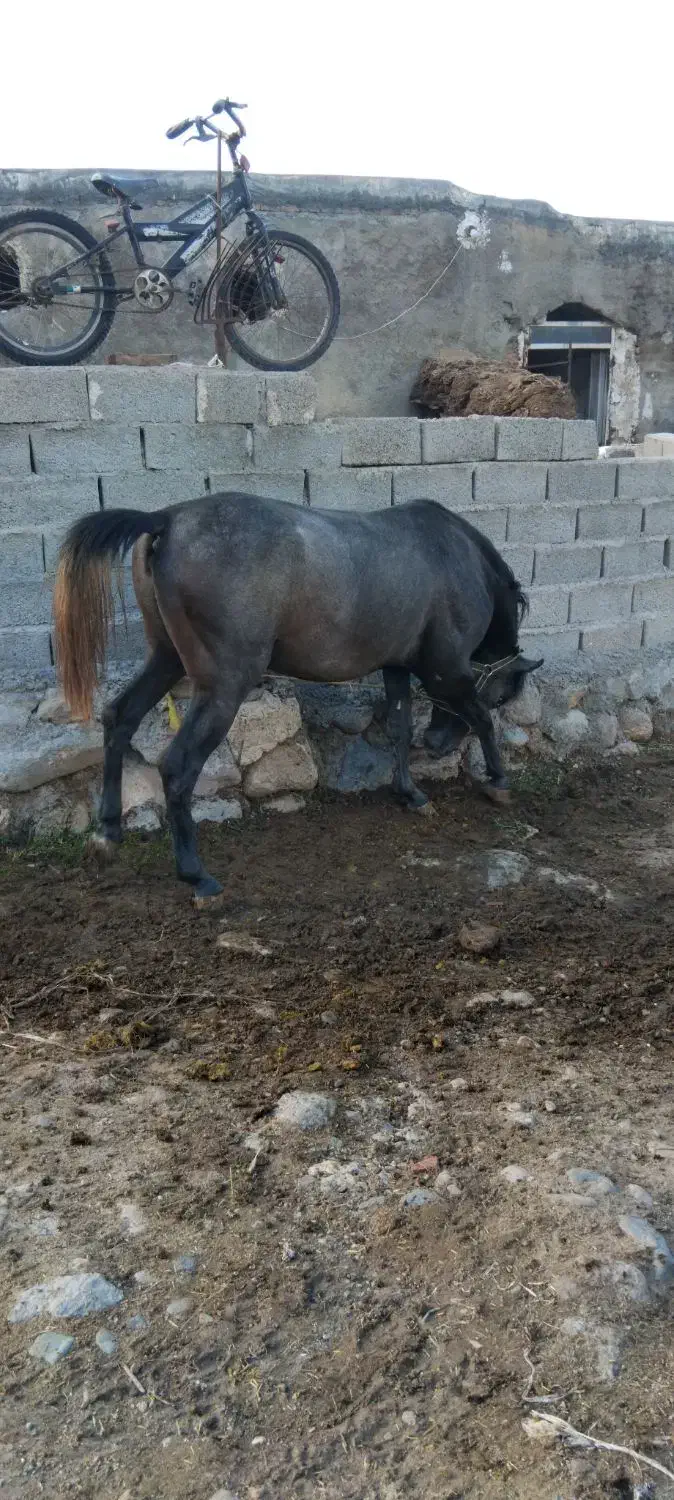 اسب کرد سرودمگیر|اسب و تجهیزات اسبسواری|اردبیل, |دیوار