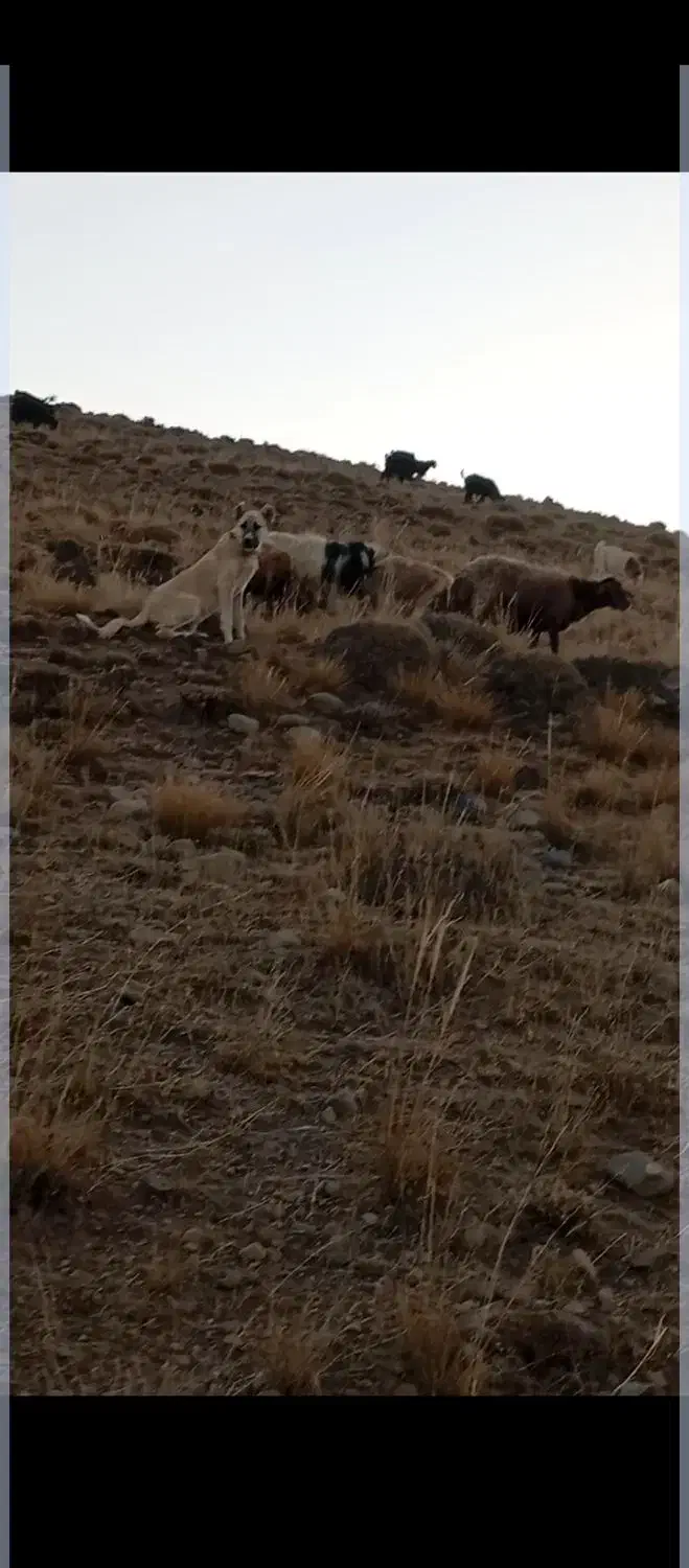 توله سگ گانگال وسراب|سگ|صوفیان, |دیوار