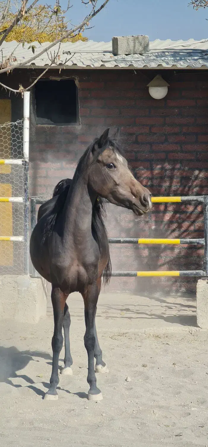 مادیان یک سر عرب مصری|اسب و تجهیزات اسب‌سواری|پرند, فاز ۲|دیوار