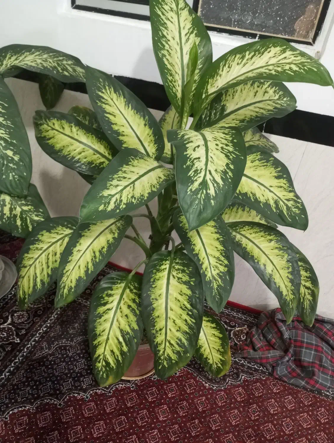 دو عدد گل دیفون|گل و گیاه طبیعی|کلاترزان, |دیوار