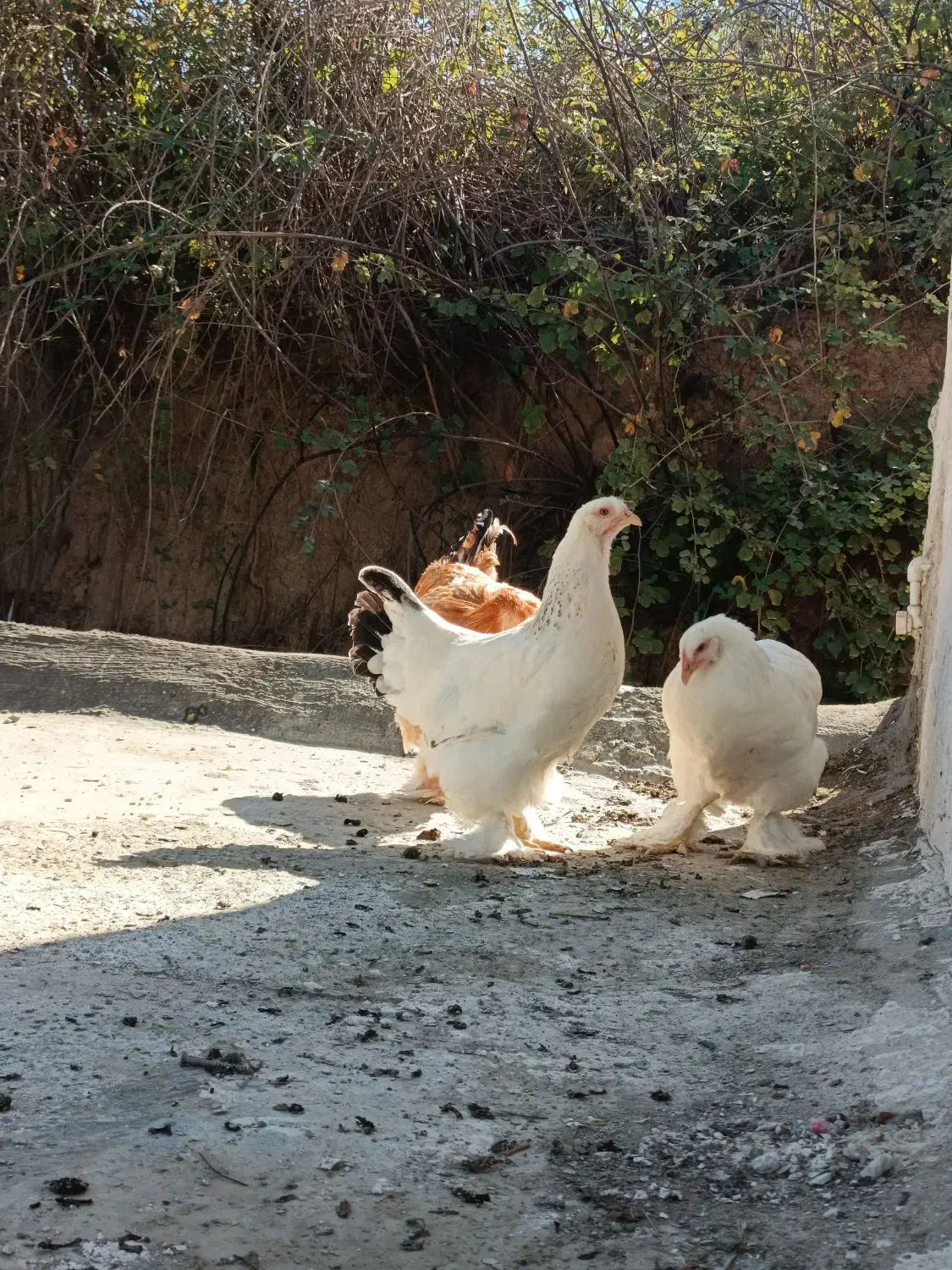 خروس و مرغ برهما|حیوانات مزرعه|مینودشت, |دیوار