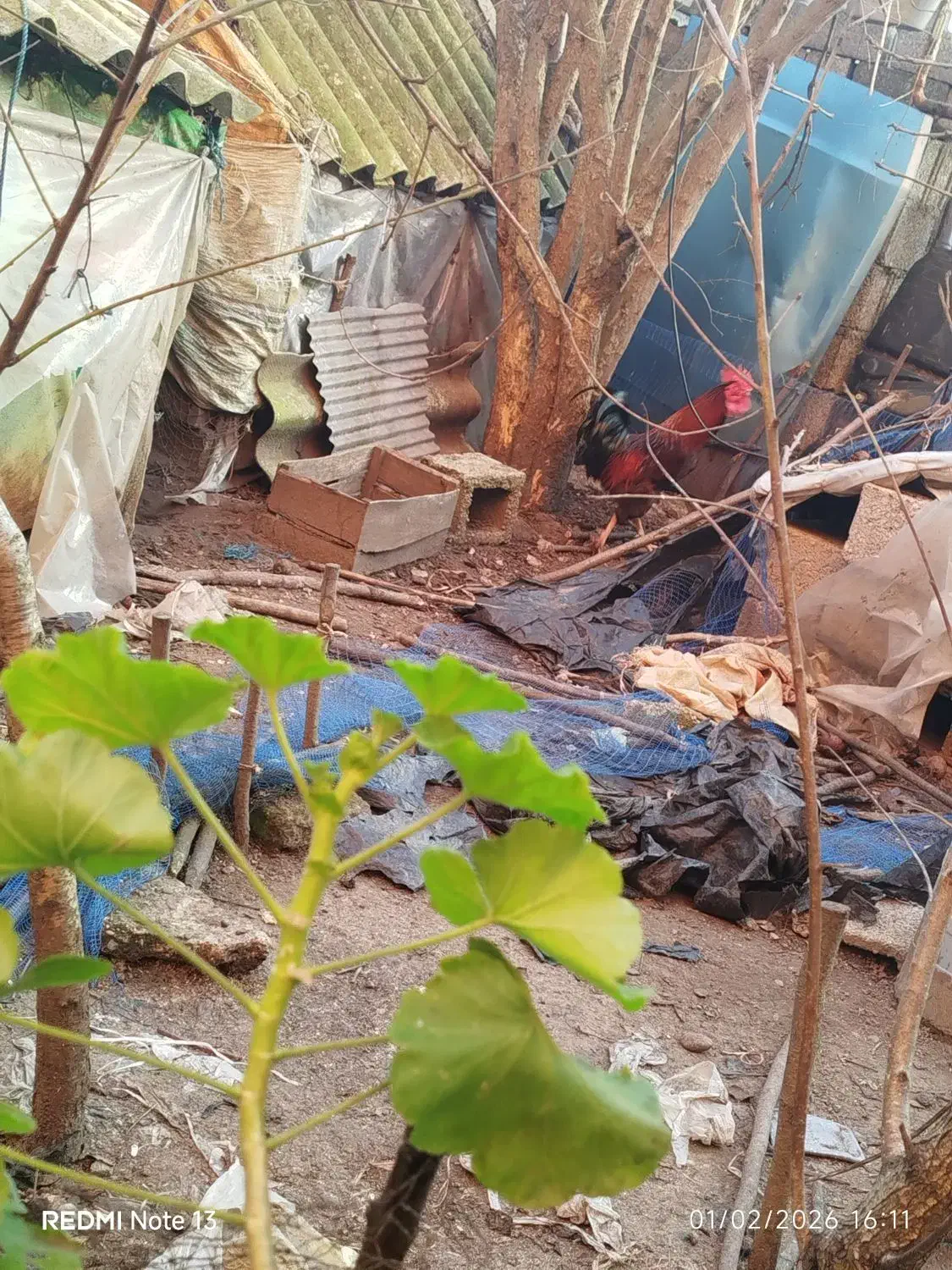 خروس|حیوانات مزرعه|کیاشهر, |دیوار