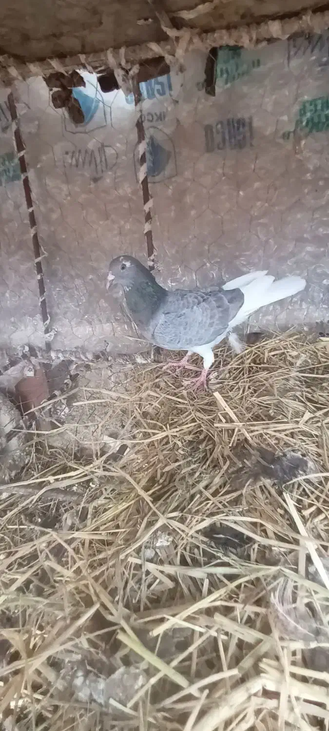 یک  کبوتر  سرور|پرنده|آبدانان, |دیوار