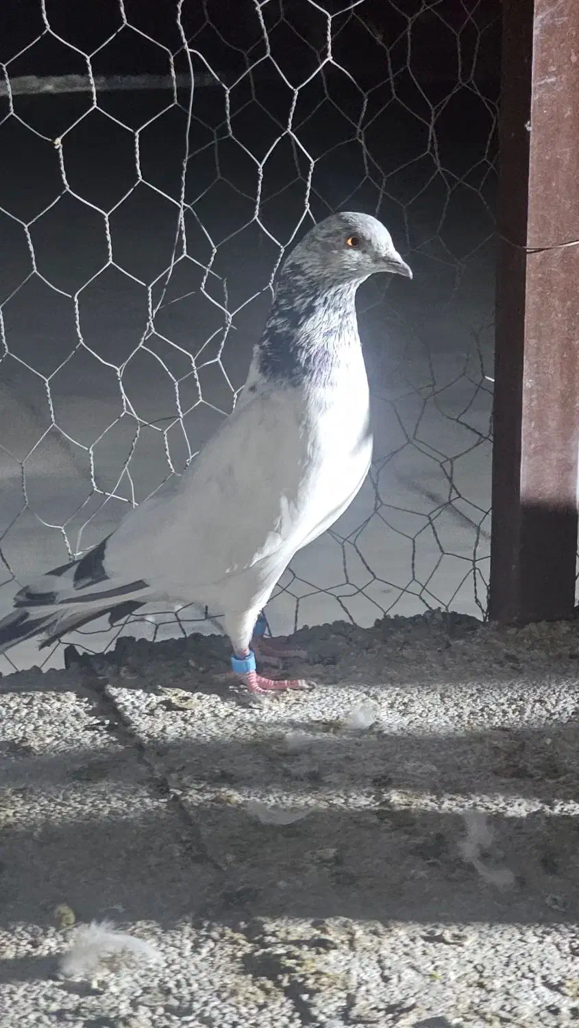 کبوتر گلدن|پرنده|ایرانشهر, |دیوار