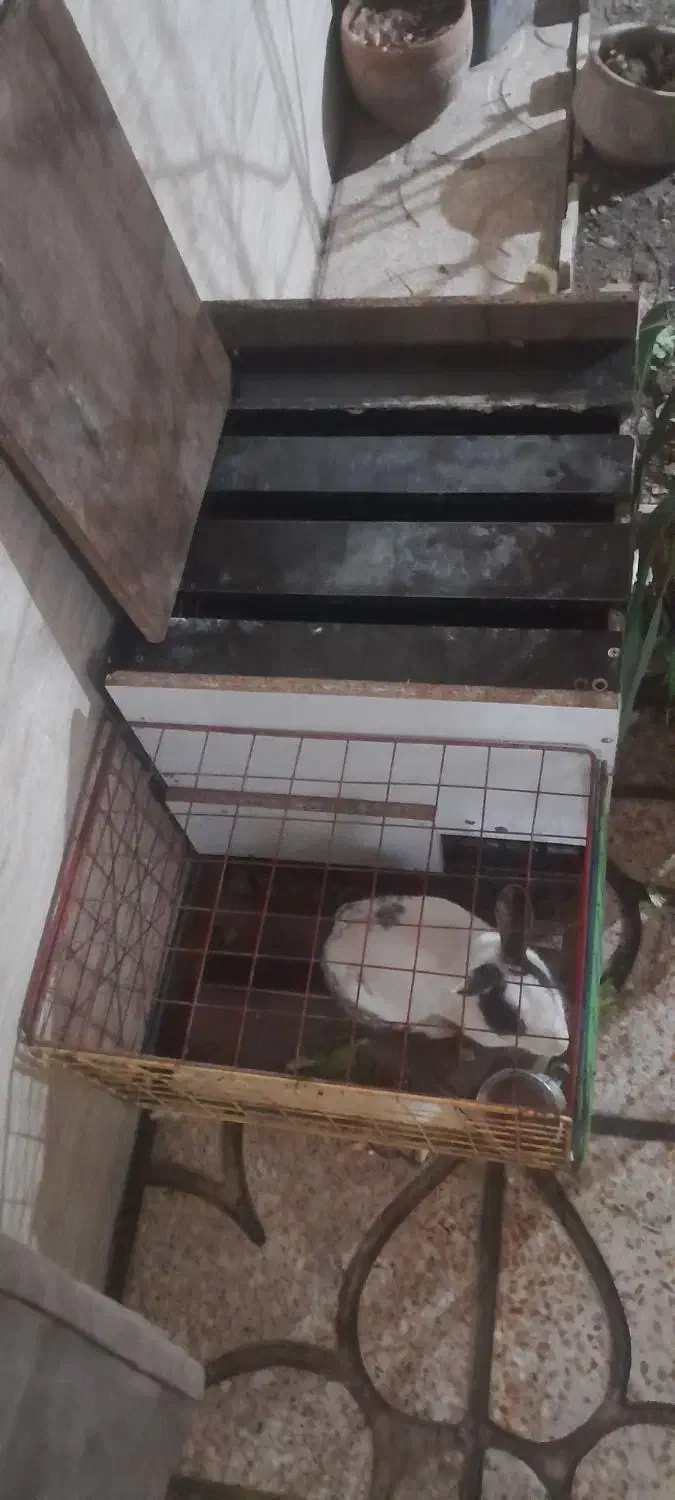 خرگوش خانگی|موش و خرگوش|رباط‌کریم, الارد|دیوار