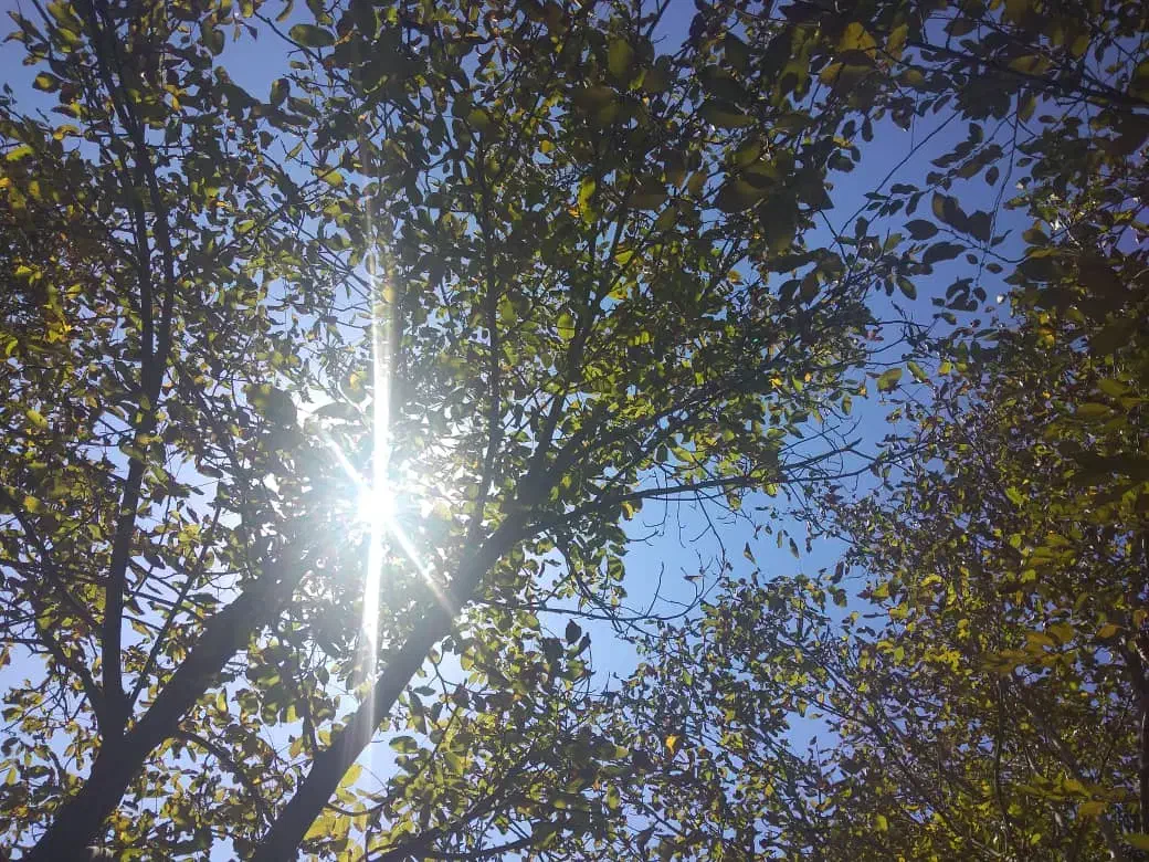 1200متر مربع باغ با سند تک برگ|فروش زمین و ملک کلنگی|رینه, |دیوار