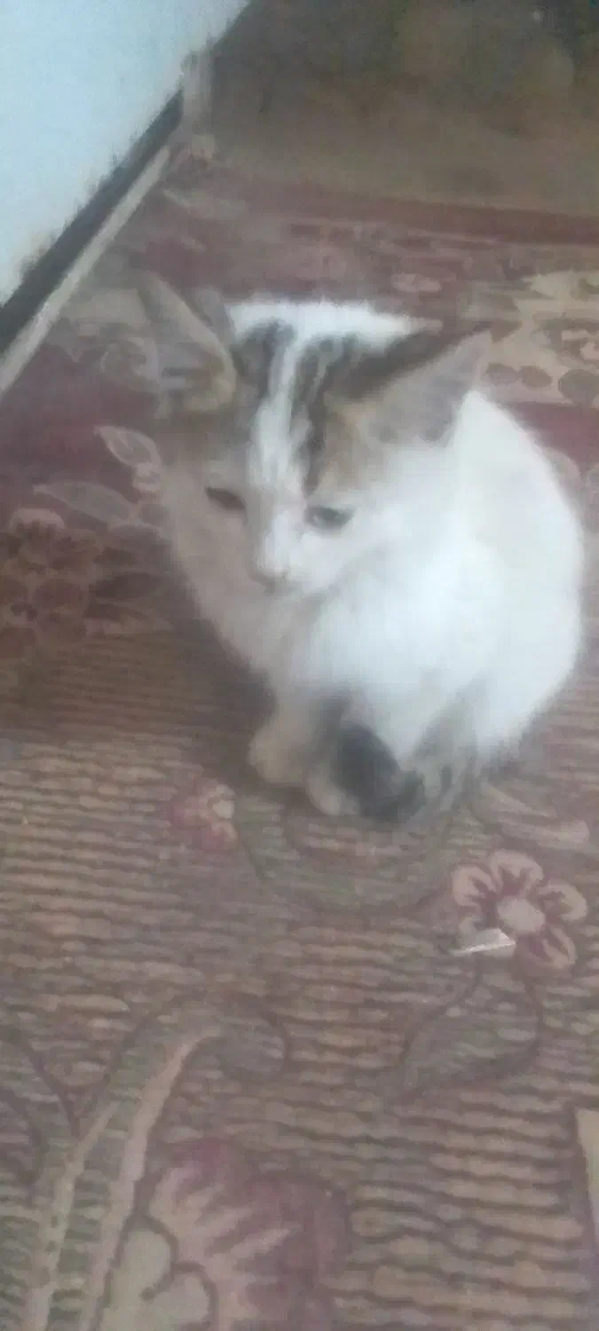 گم شده بچه گربه بازیگوش سالم دستی|حیوانات|یزد, |دیوار